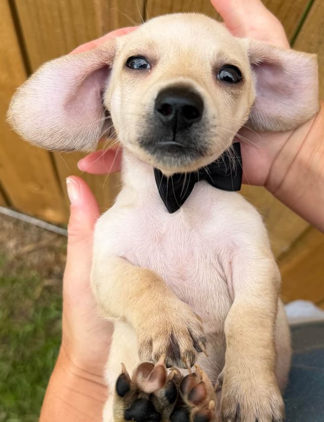 Dachshund Puppies media 10