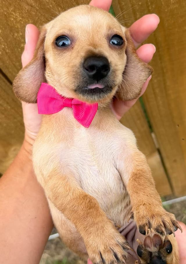 Dachshund Puppies media 11