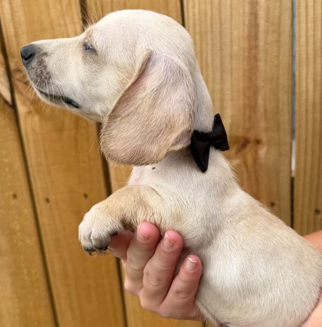 Dachshund Puppies media 12