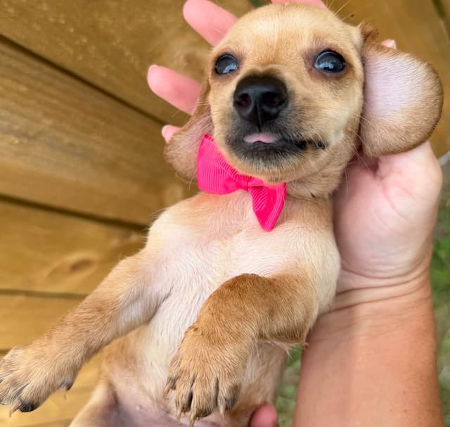 Dachshund Puppies media 13
