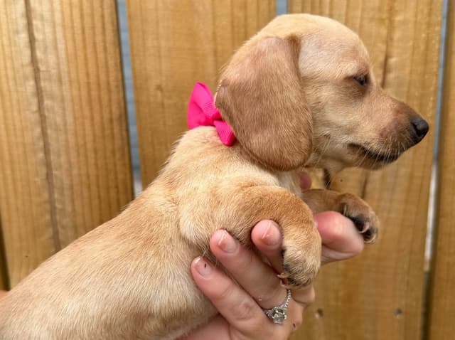 Dachshund Puppies media 14