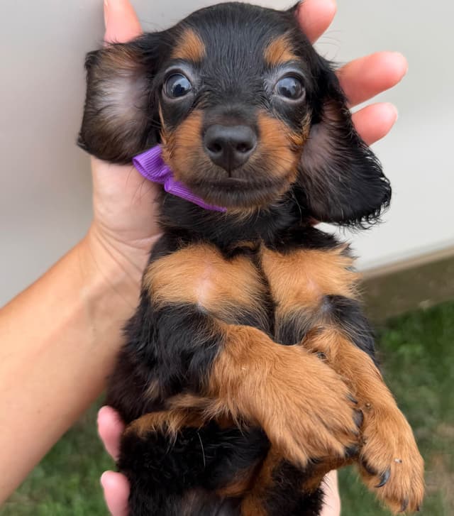 Dachshund Puppies media 15