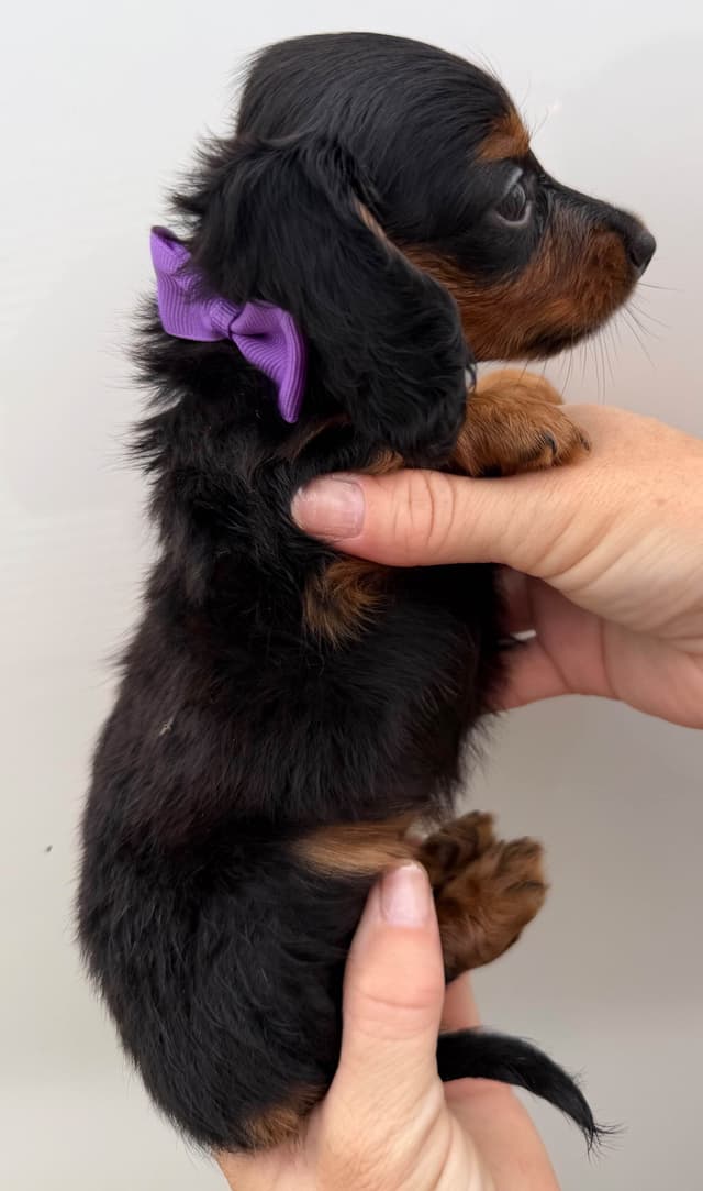 Dachshund Puppies media 16