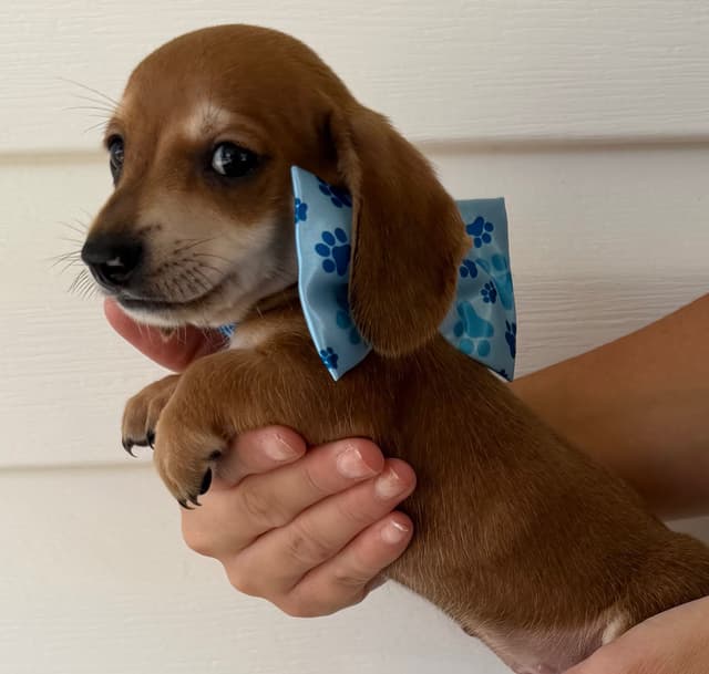 Mini Dachshund Puppies media 2
