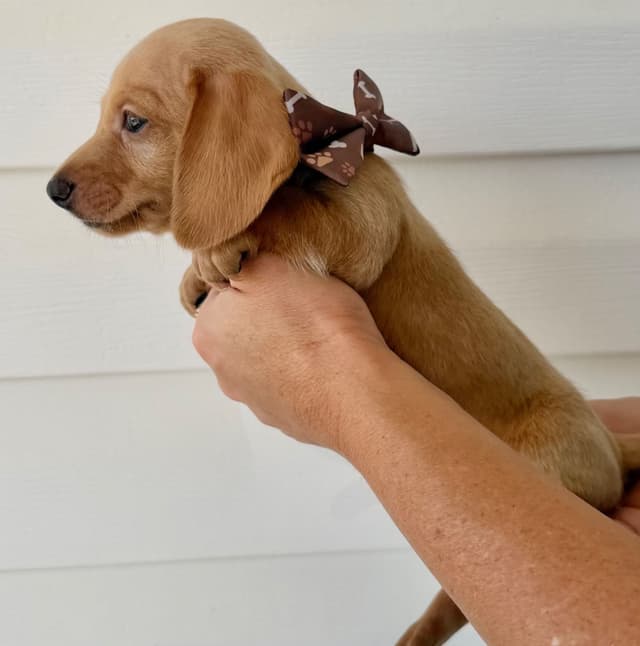 Mini Dachshund Puppies media 3
