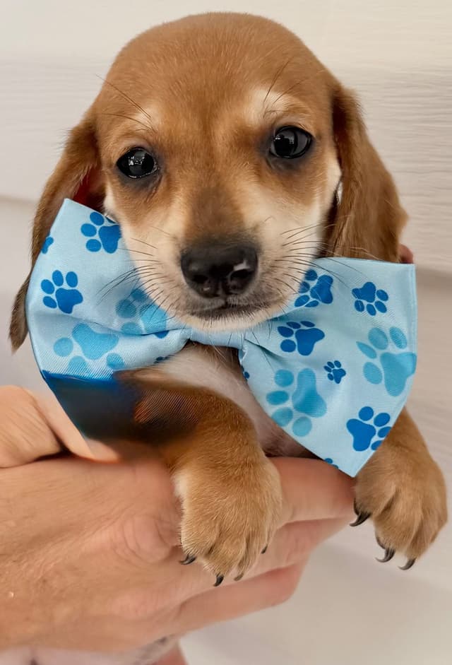Mini Dachshund Puppies media 4