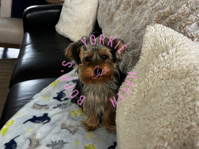 Yorkshire Terrier Puppies media 2