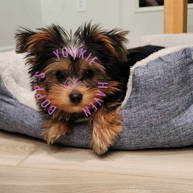 Yorkshire Terrier Puppies media 3