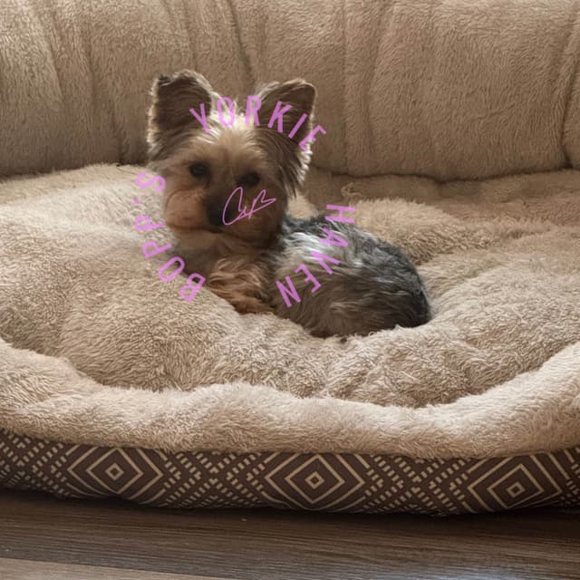Yorkshire Terrier Puppies media 4