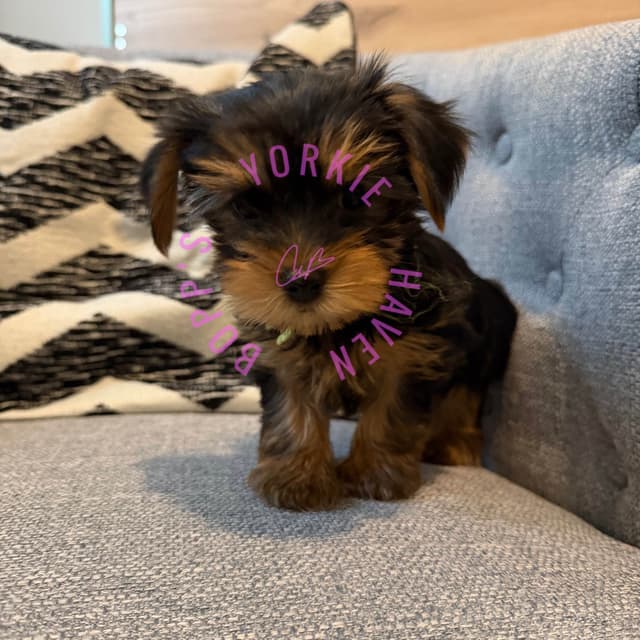 Yorkshire Terrier Puppies media 6
