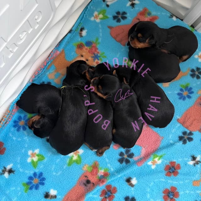 Yorkshire Terrier Puppies media 7