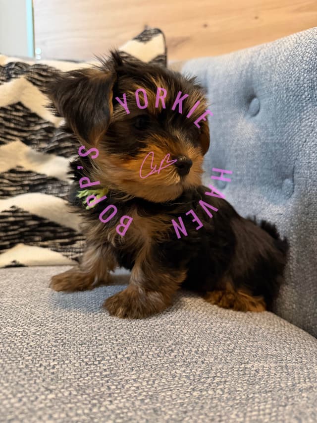 Yorkshire Terrier Puppies media 8