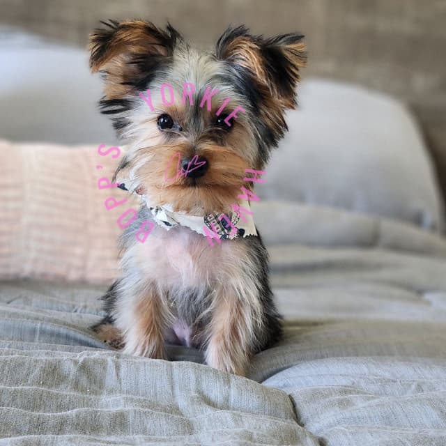 Yorkshire Terrier Puppies media 9