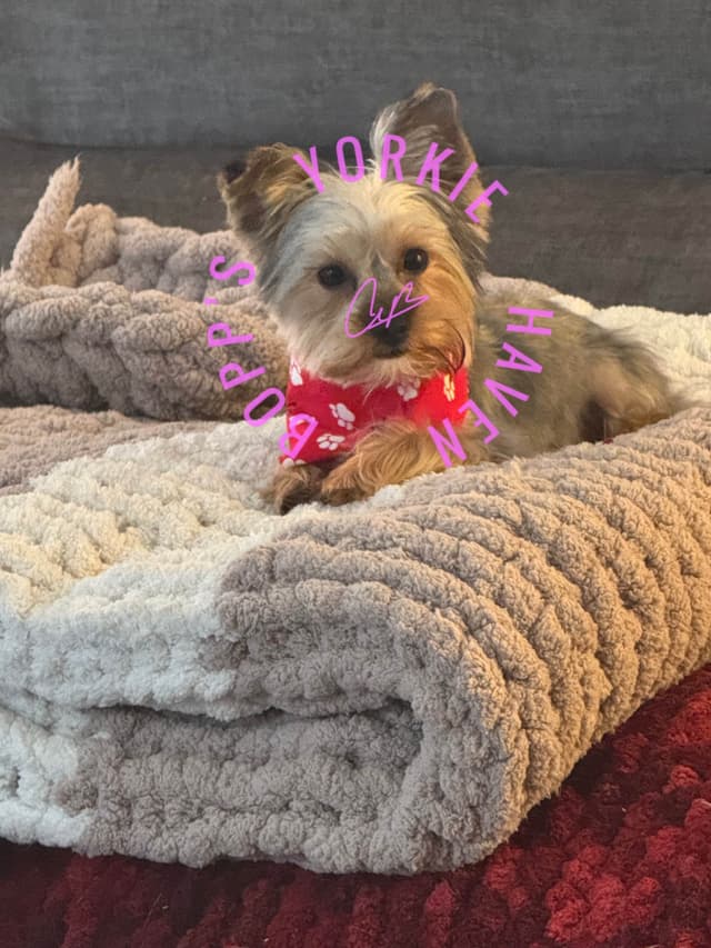 Yorkshire Terrier Puppies media 10