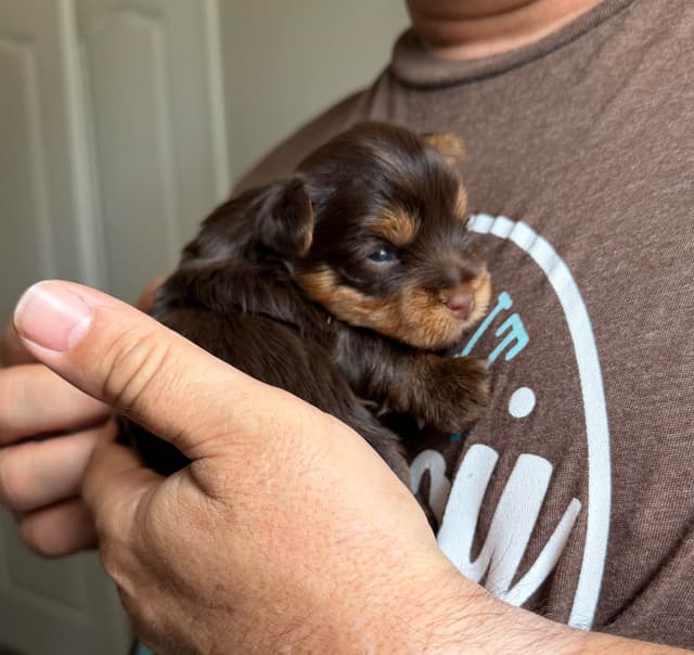 Yorkshire Terrier Puppies media 2