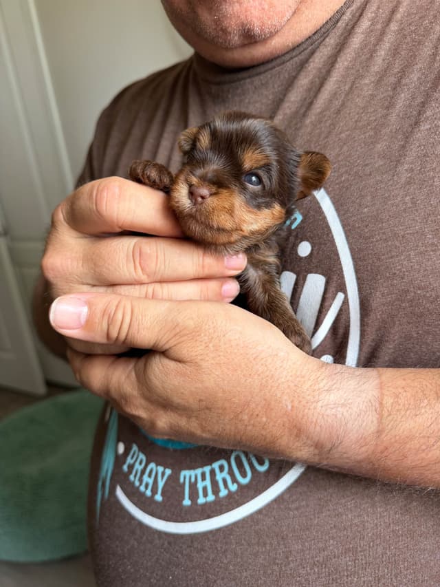 Yorkshire Terrier Puppies media 3