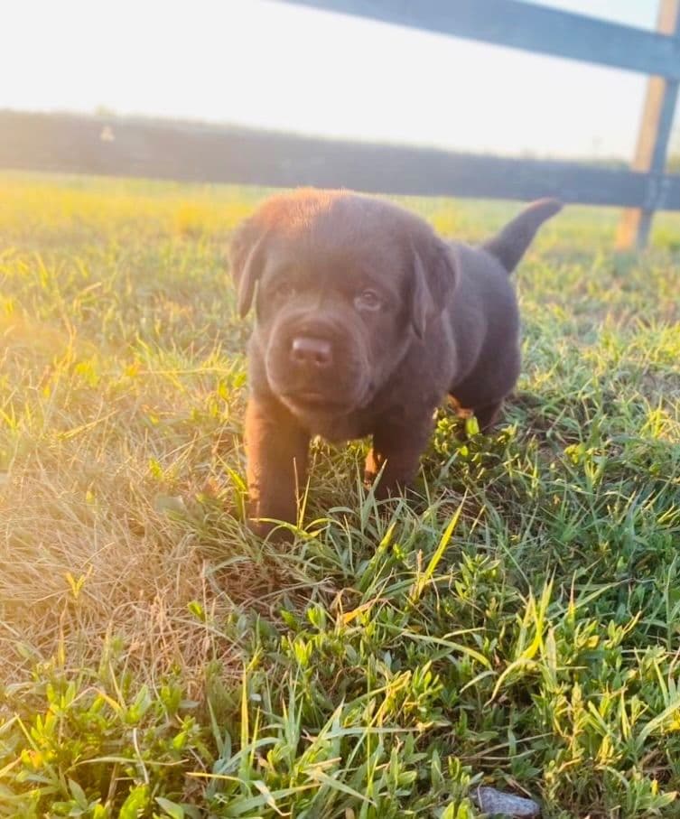 Labrador Retriever Puppies breeder image 1