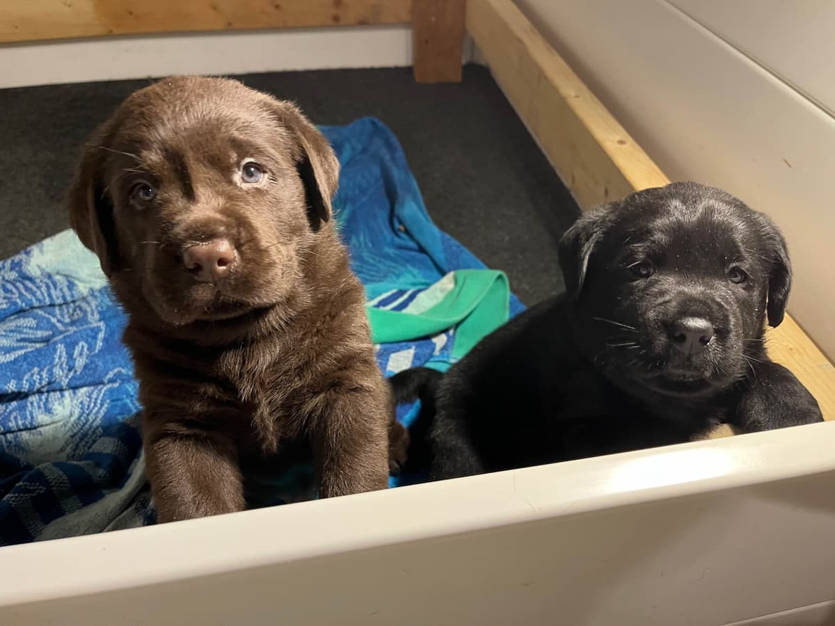 Labrador Retriever Puppies breeder image 3
