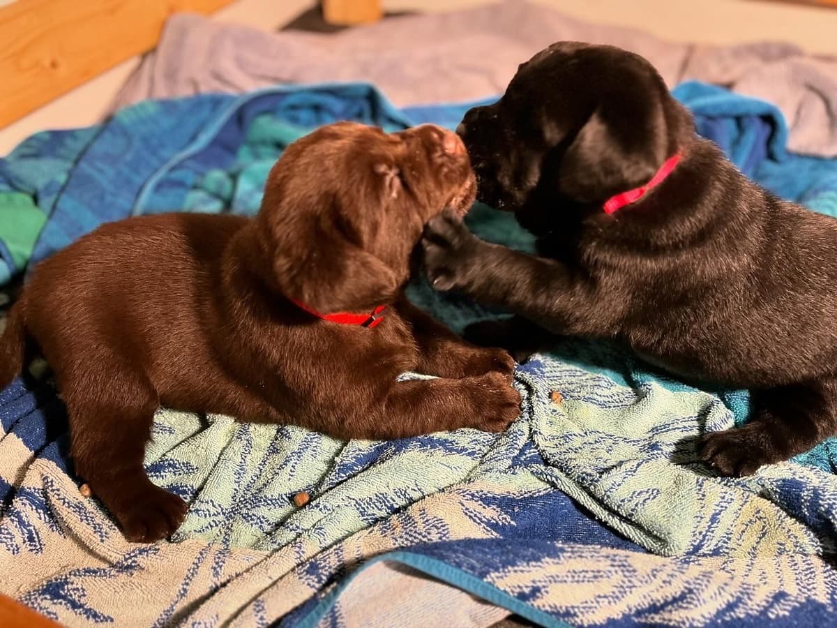 Labrador Retriever Puppies breeder image 4