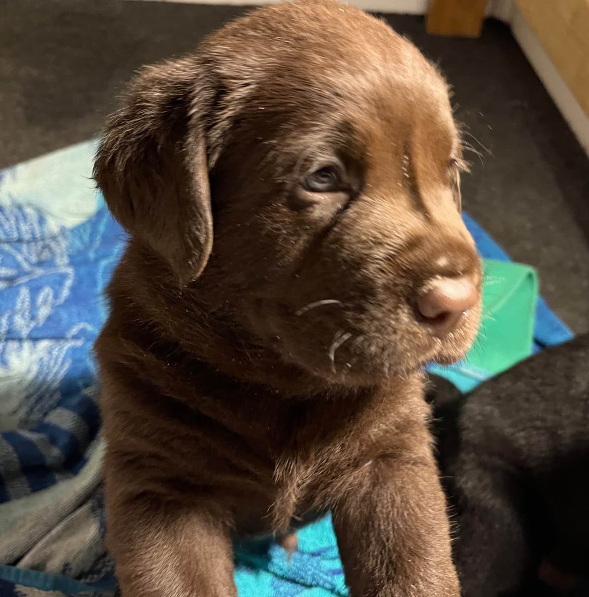 Labrador Retriever Puppies breeder image 5