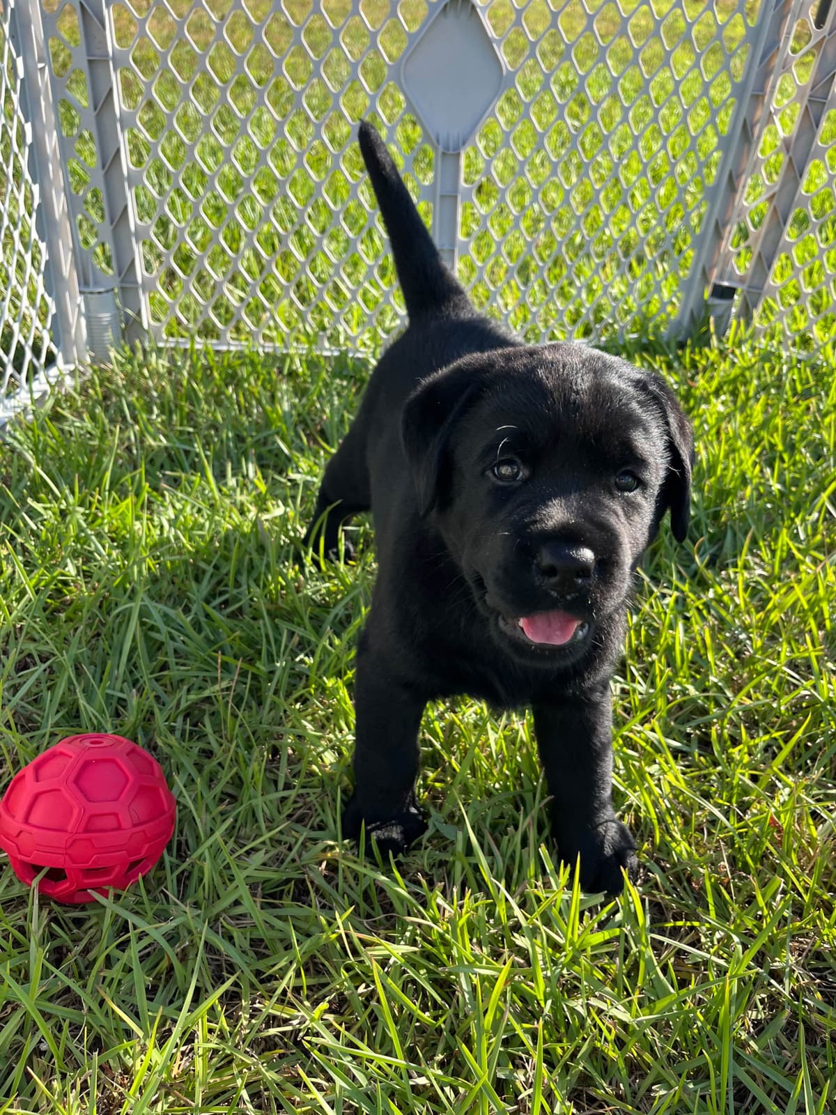 Labrador Retriever Puppies breeder image 6