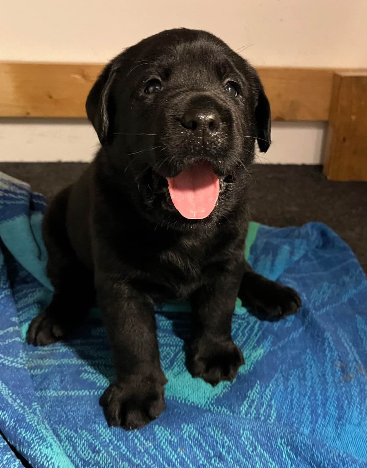 Labrador Retriever Puppies breeder image 7