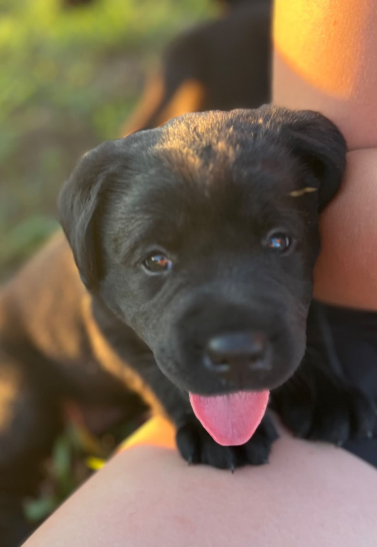 Labrador Retriever Puppies breeder image 8