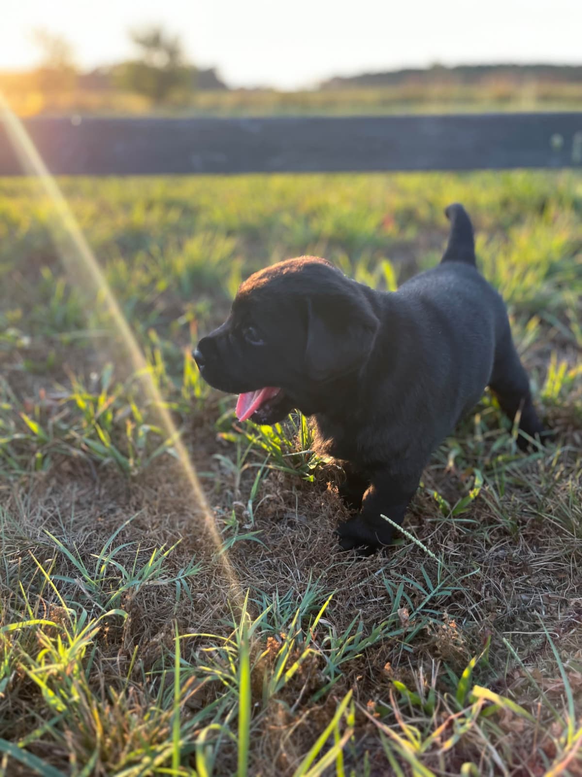 Labrador Retriever Puppies breeder image 10
