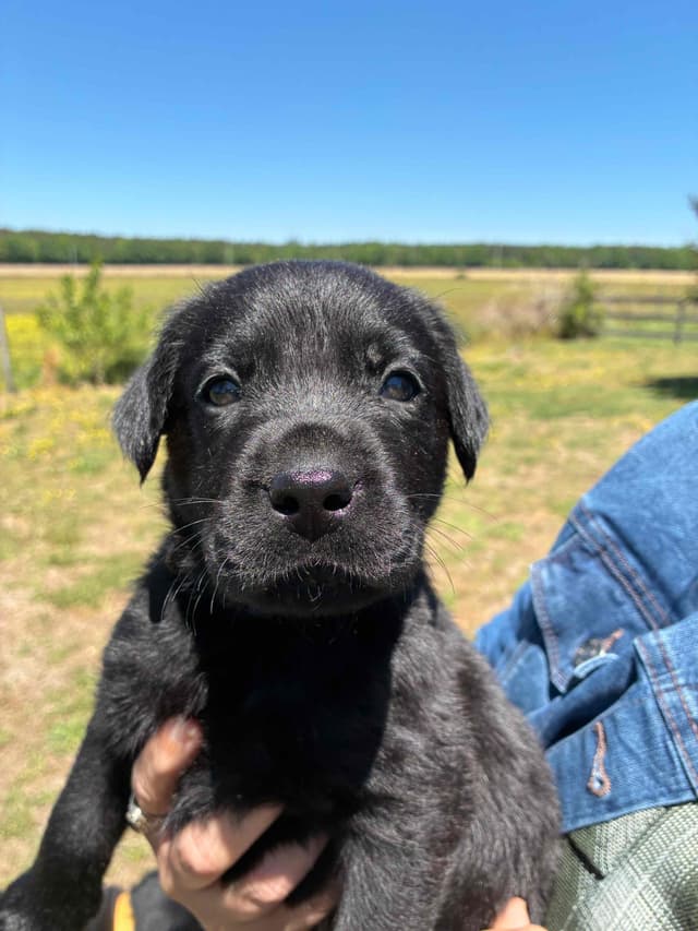 Labrador Retriever Puppies media 5