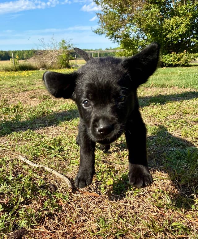 Labrador Retriever Puppies media 3