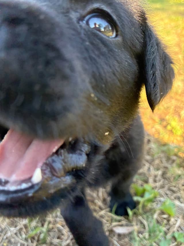 Labrador Retriever Puppies media 4