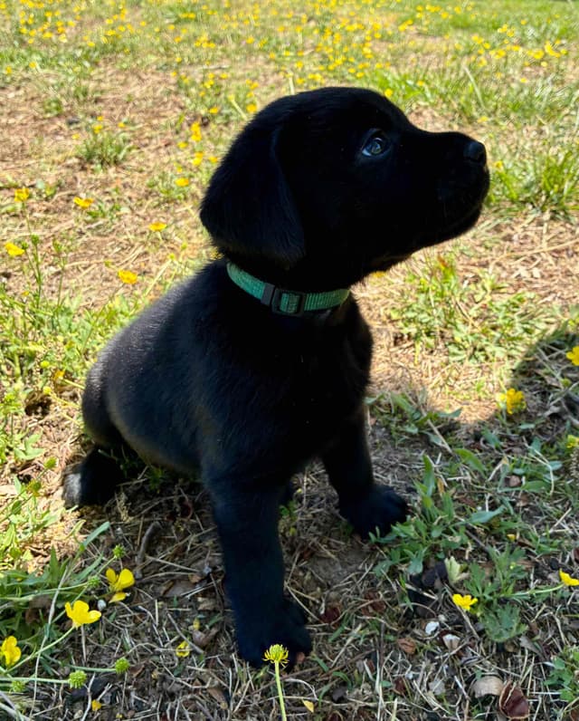 Labrador Retriever Puppies media 6
