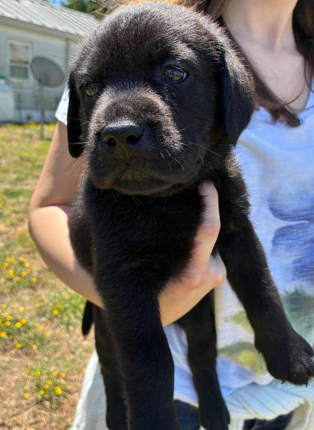 Labrador Retriever Puppies media 7