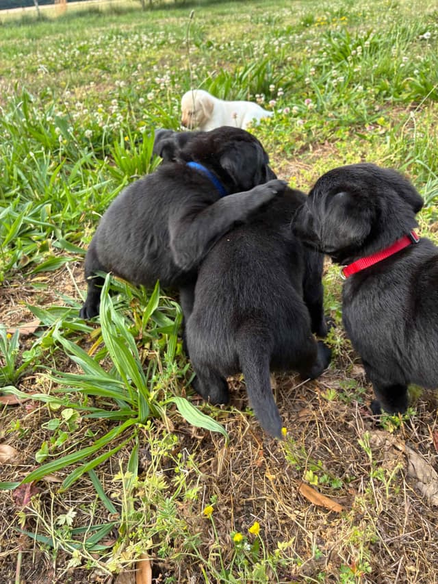Labrador Retriever Puppies media 8