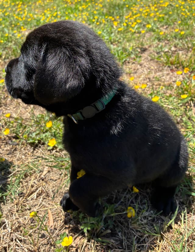 Labrador Retriever Puppies media 9
