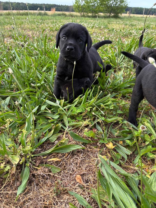 Labrador Retriever Puppies media 11