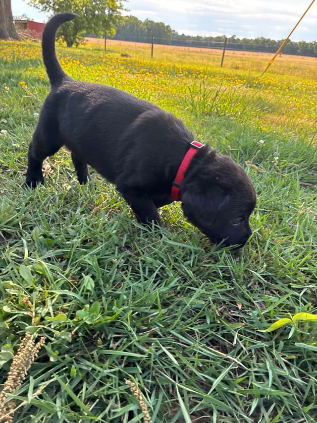 Labrador Retriever Puppies media 10