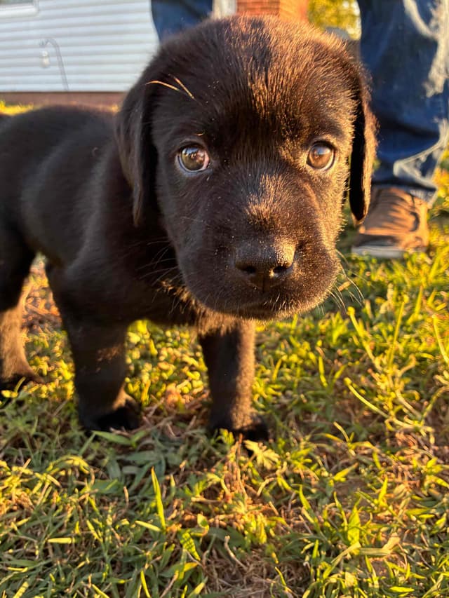 Labrador Retriever Puppies media 12