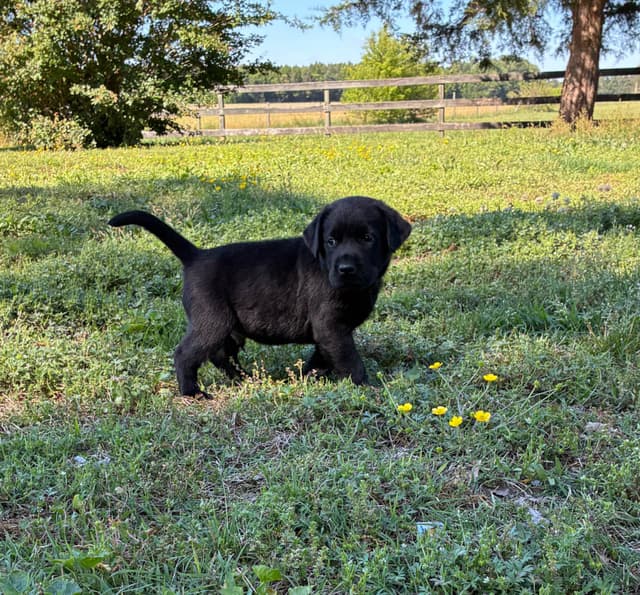 Labrador Retriever Puppies media 13