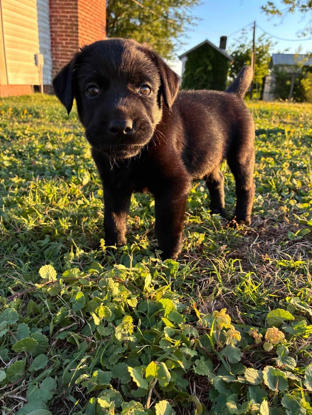 Labrador Retriever Puppies media 15
