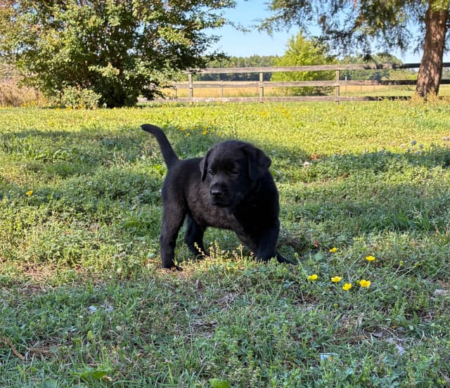 Labrador Retriever Puppies media 14