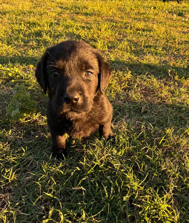 Labrador Retriever Puppies media 17