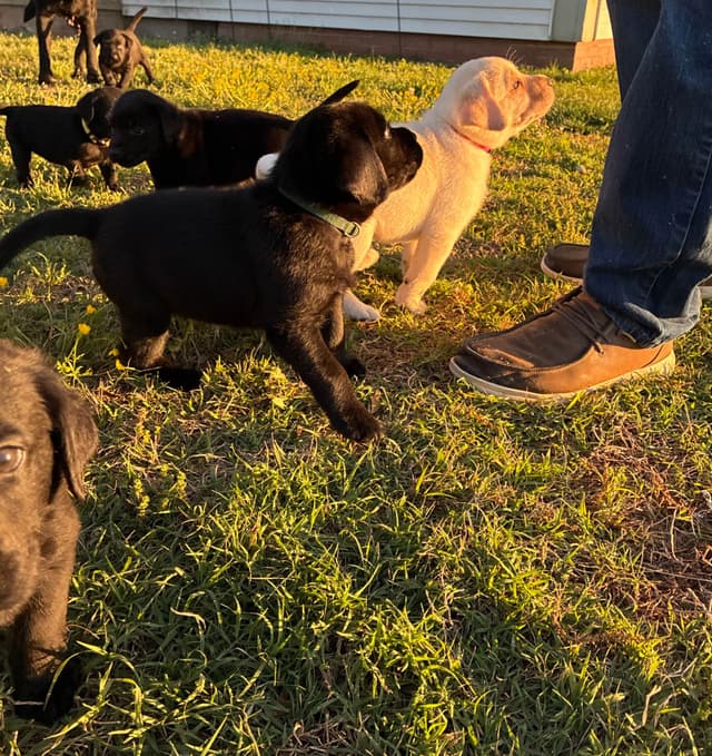 Labrador Retriever Puppies media 16