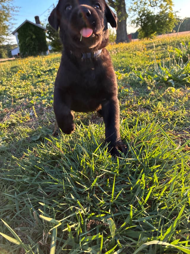 Labrador Retriever Puppies media 18