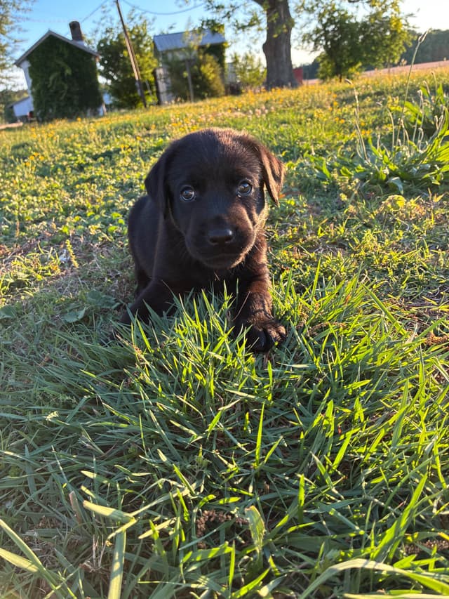 Labrador Retriever Puppies media 19