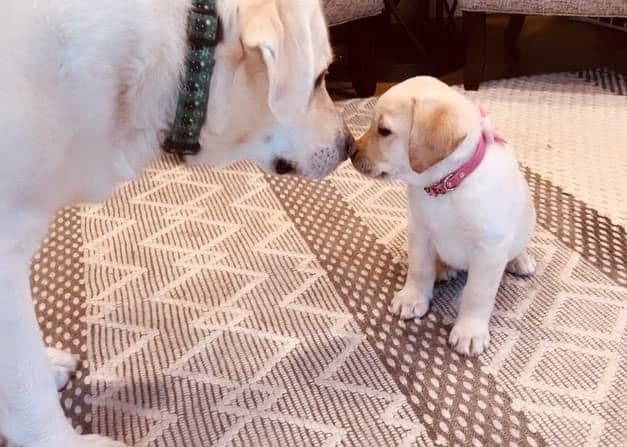 Labrador Retriever Puppies breeder image 3
