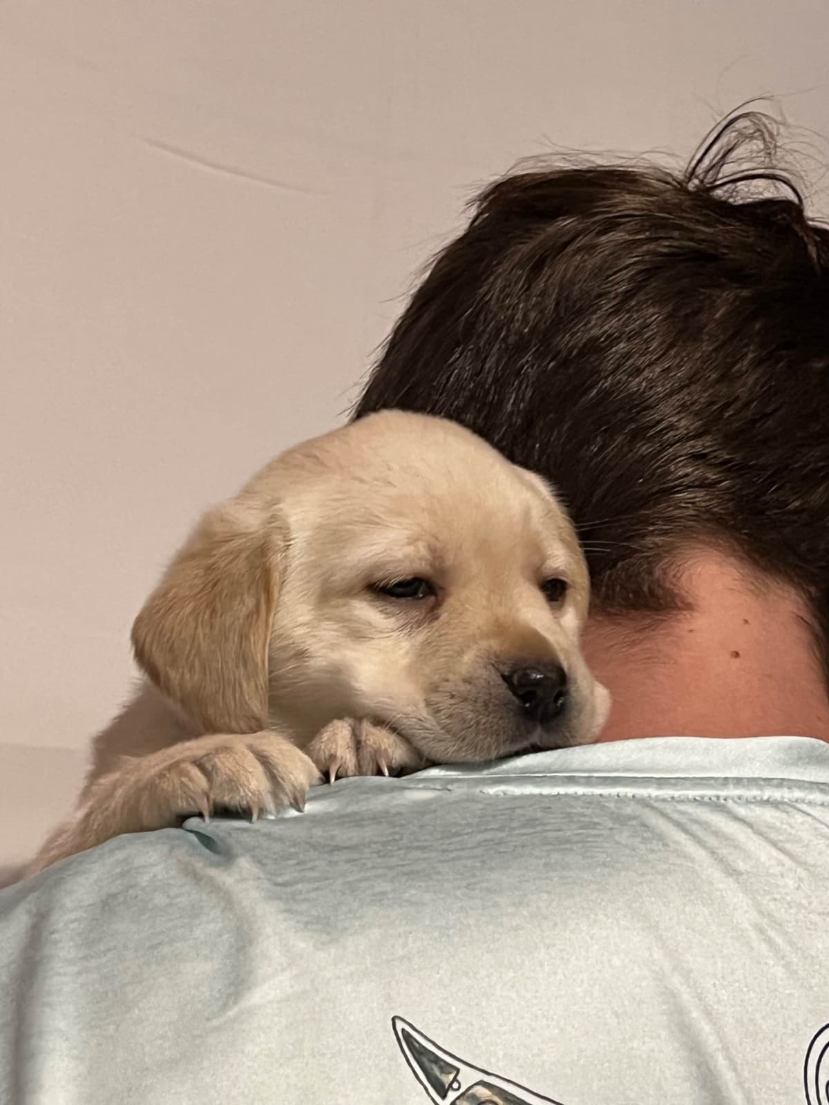 Labrador Retriever Puppies breeder image 6