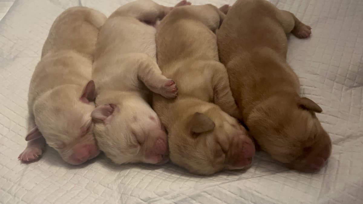 Labrador Retriever Puppies breeder image 4