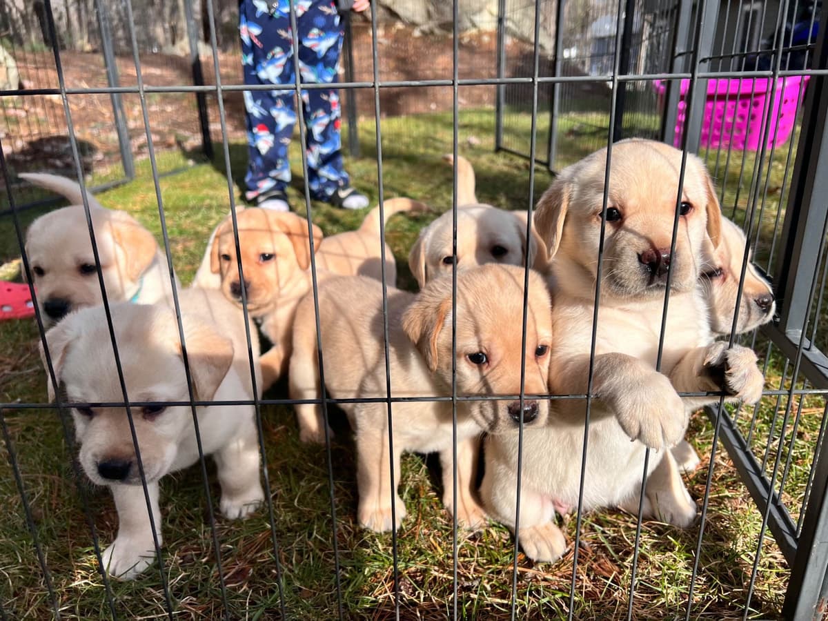Labrador Retriever Puppies breeder image 5