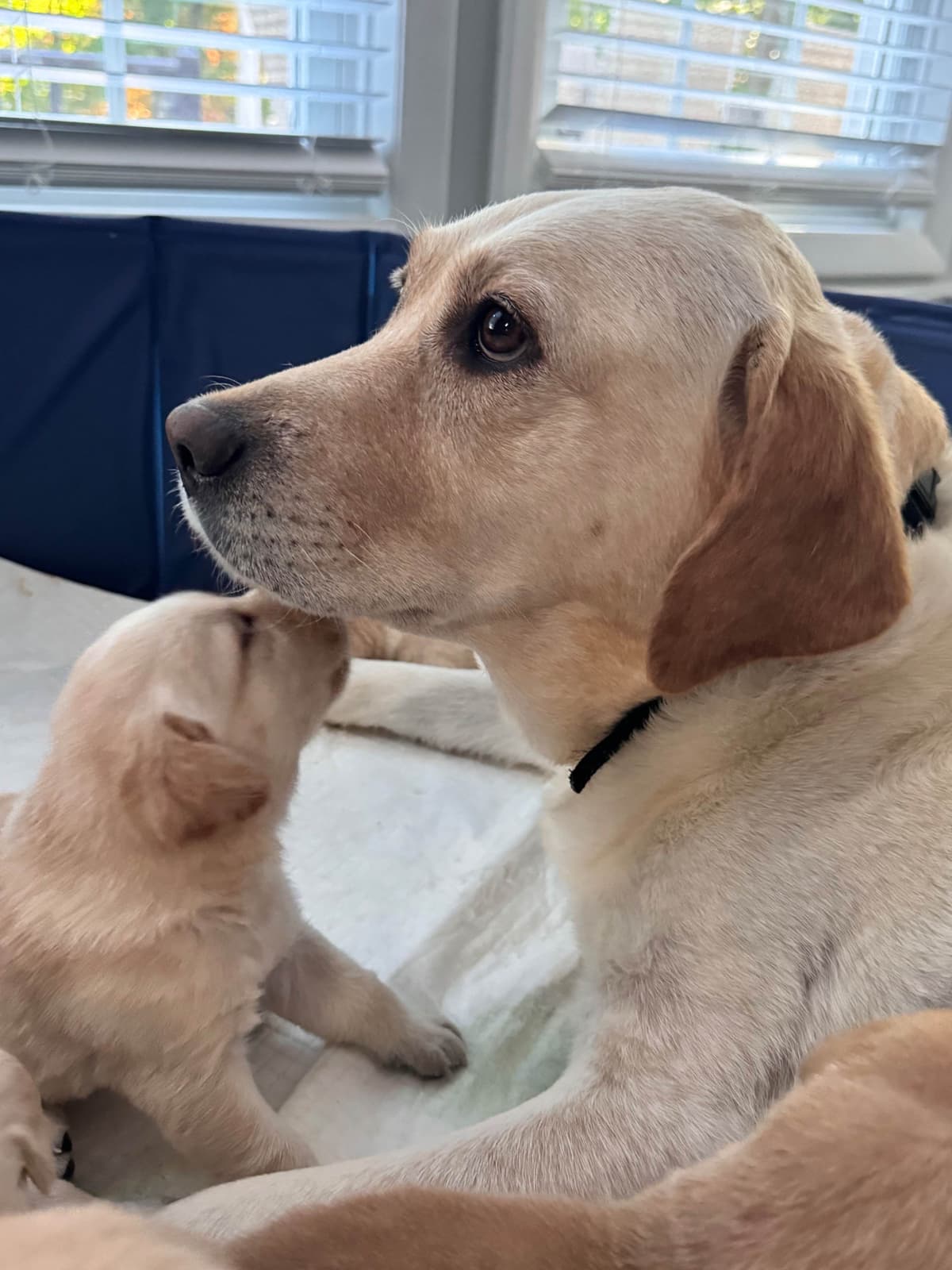 Labrador Retriever Puppies breeder image 7